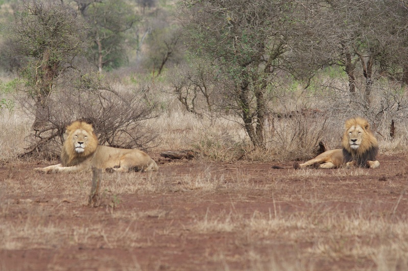 La Kruger Lifesstyle Lodge - Bild 5