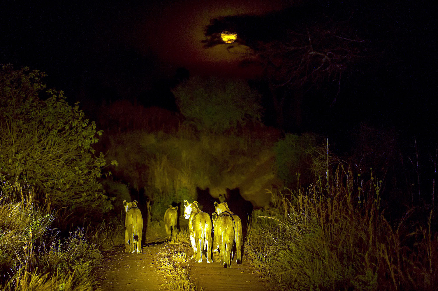 Kigelia Ruaha Camp - Bild 5