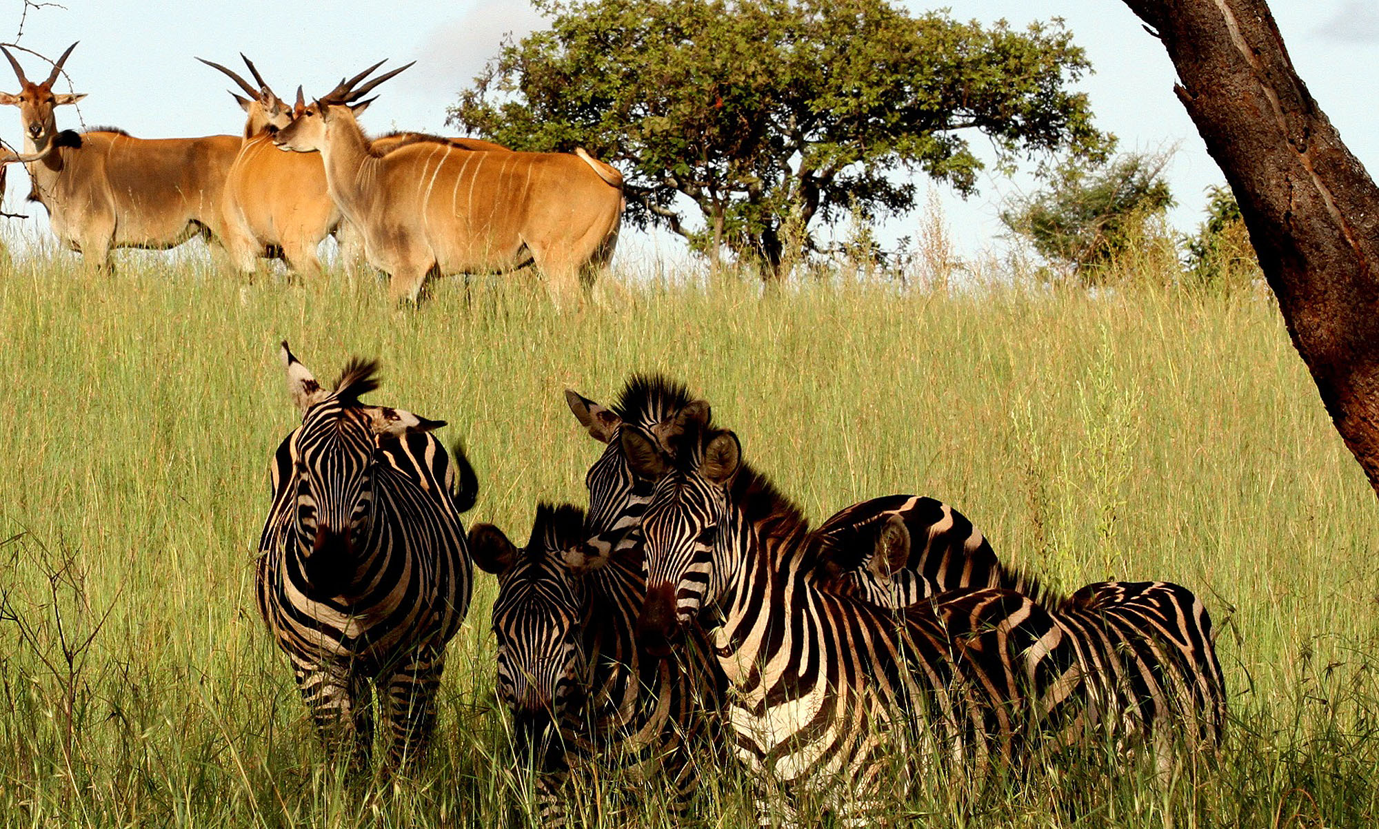 Ruzizi Tented Lodge - Bild 5