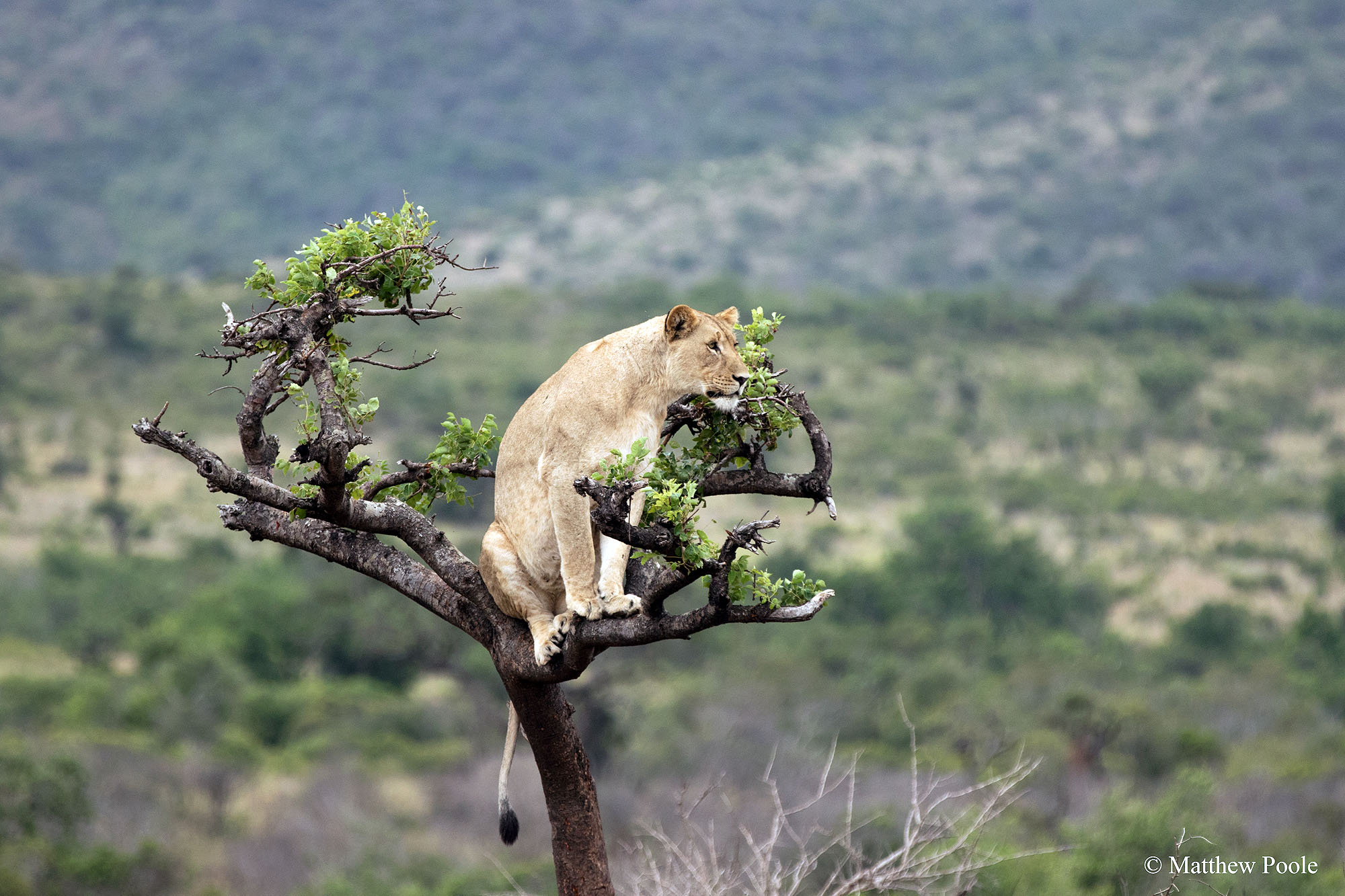 Ruzizi Tented Lodge - Bild 4