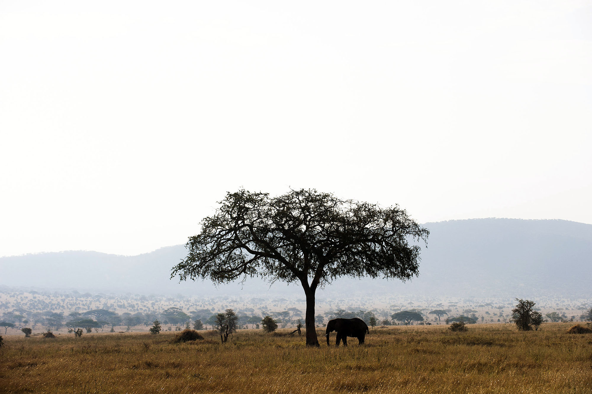 Serengeti Kati Kati Tented Camp - Bild 5
