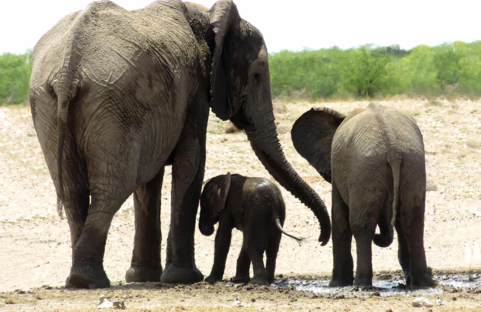 Etosha King Nehale - Bild 5