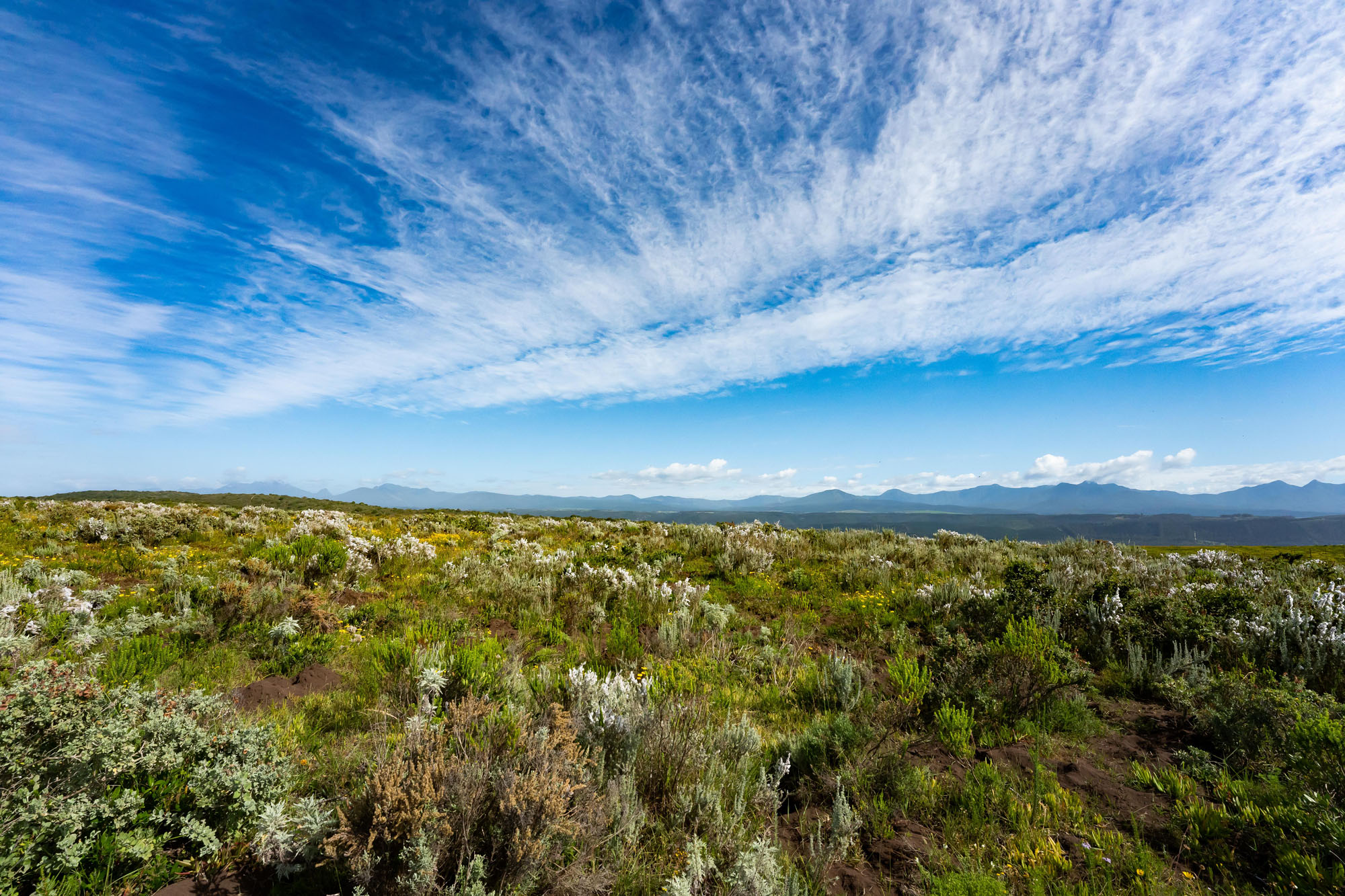 Simbavati Fynbos on Sea - Bild 5