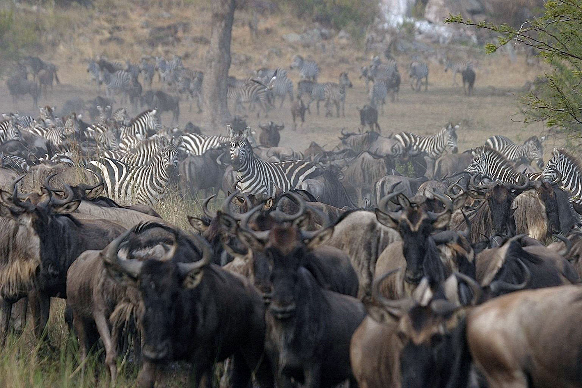 Lemala Ndutu Tented Camp - Bild 5