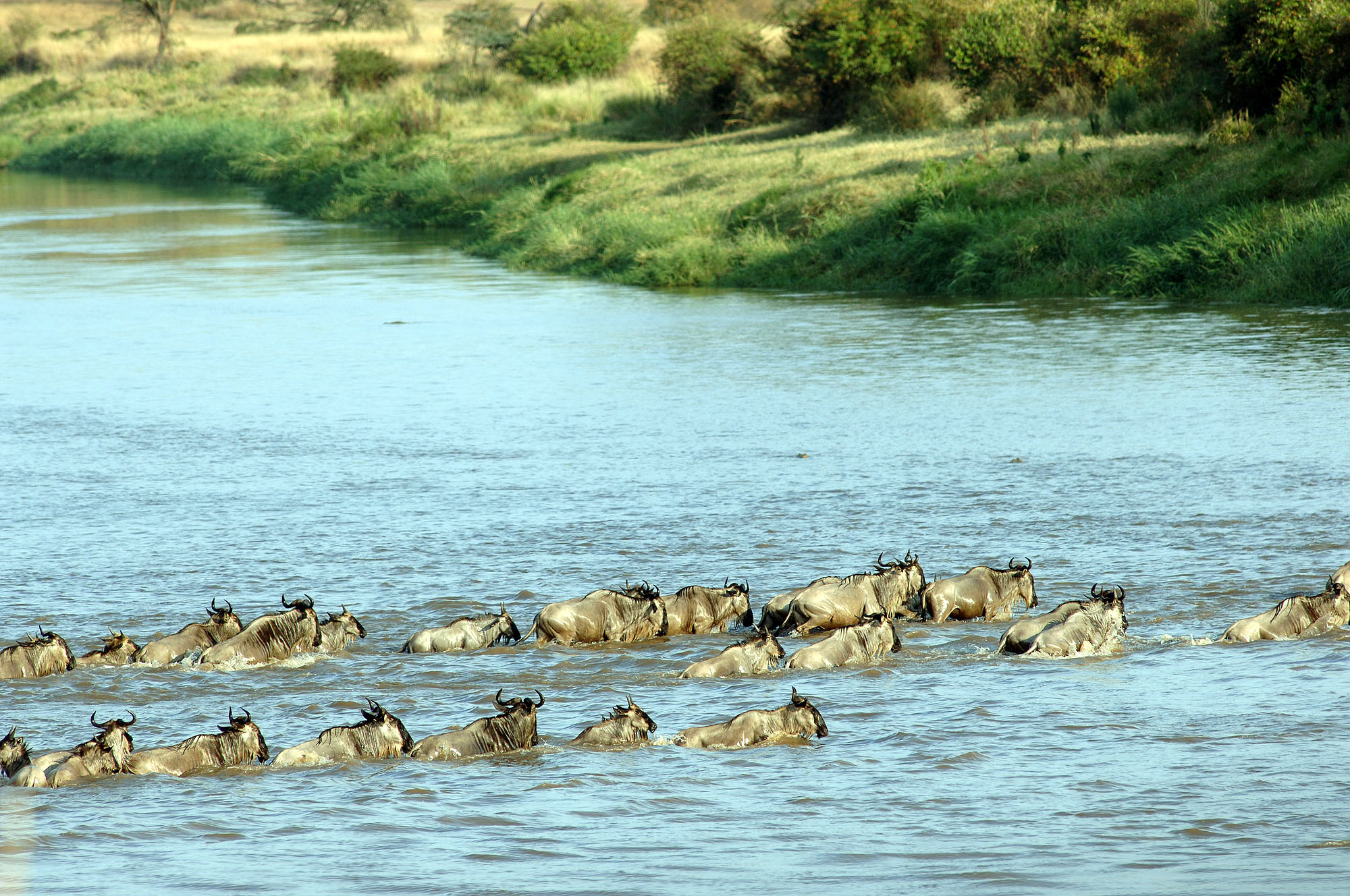 Lemala Mara Camp - Bild 5
