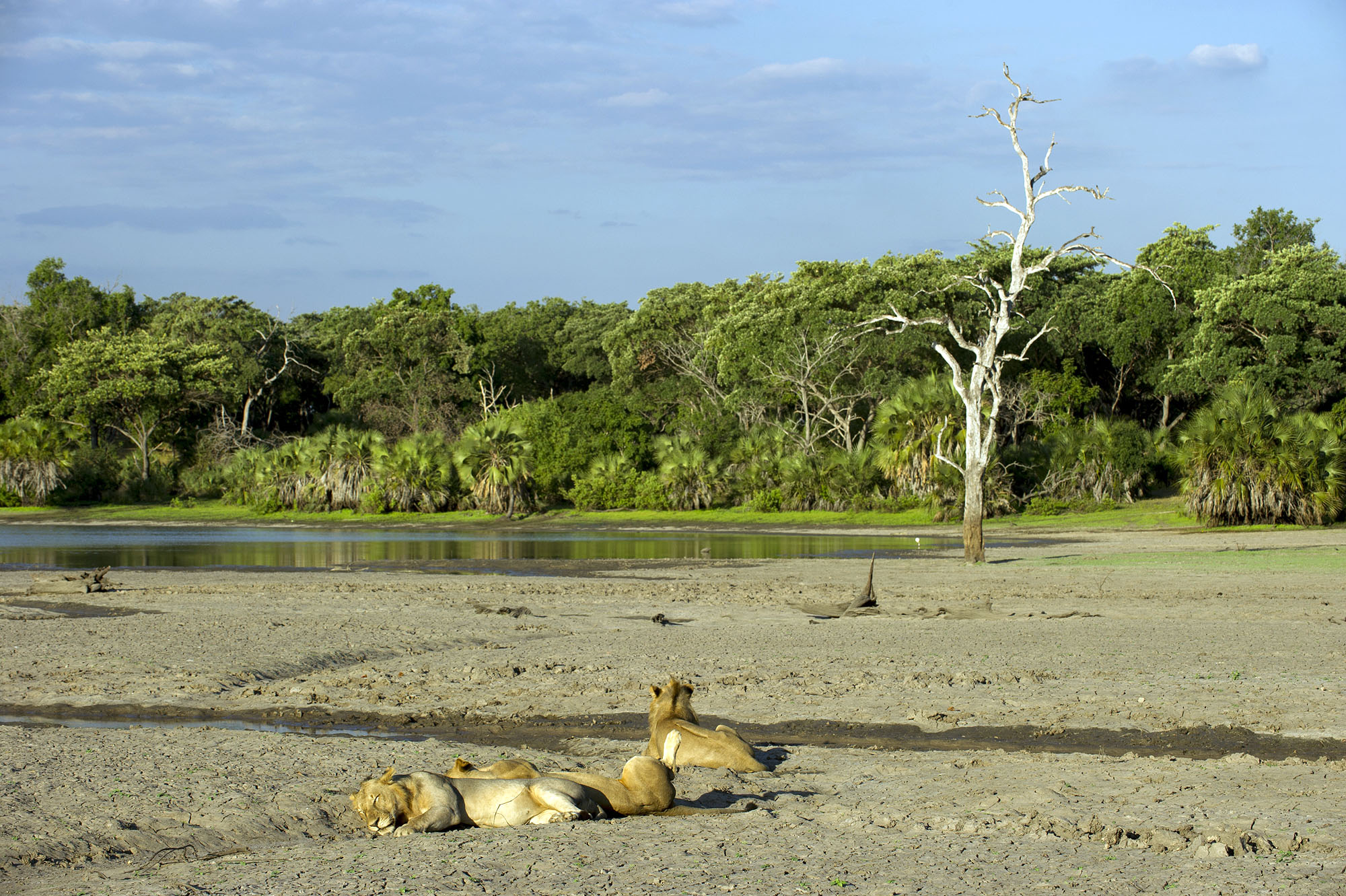 Sand Rivers Selous - Bild 4