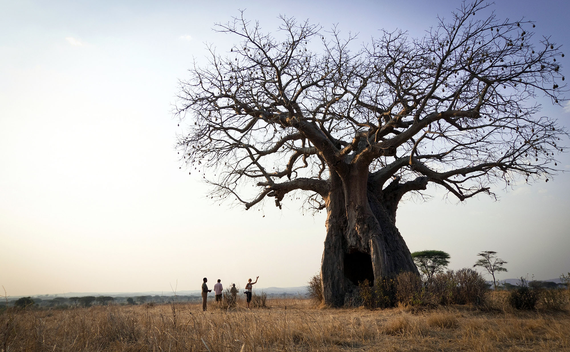 Kigelia Ruaha Camp - Bild 3