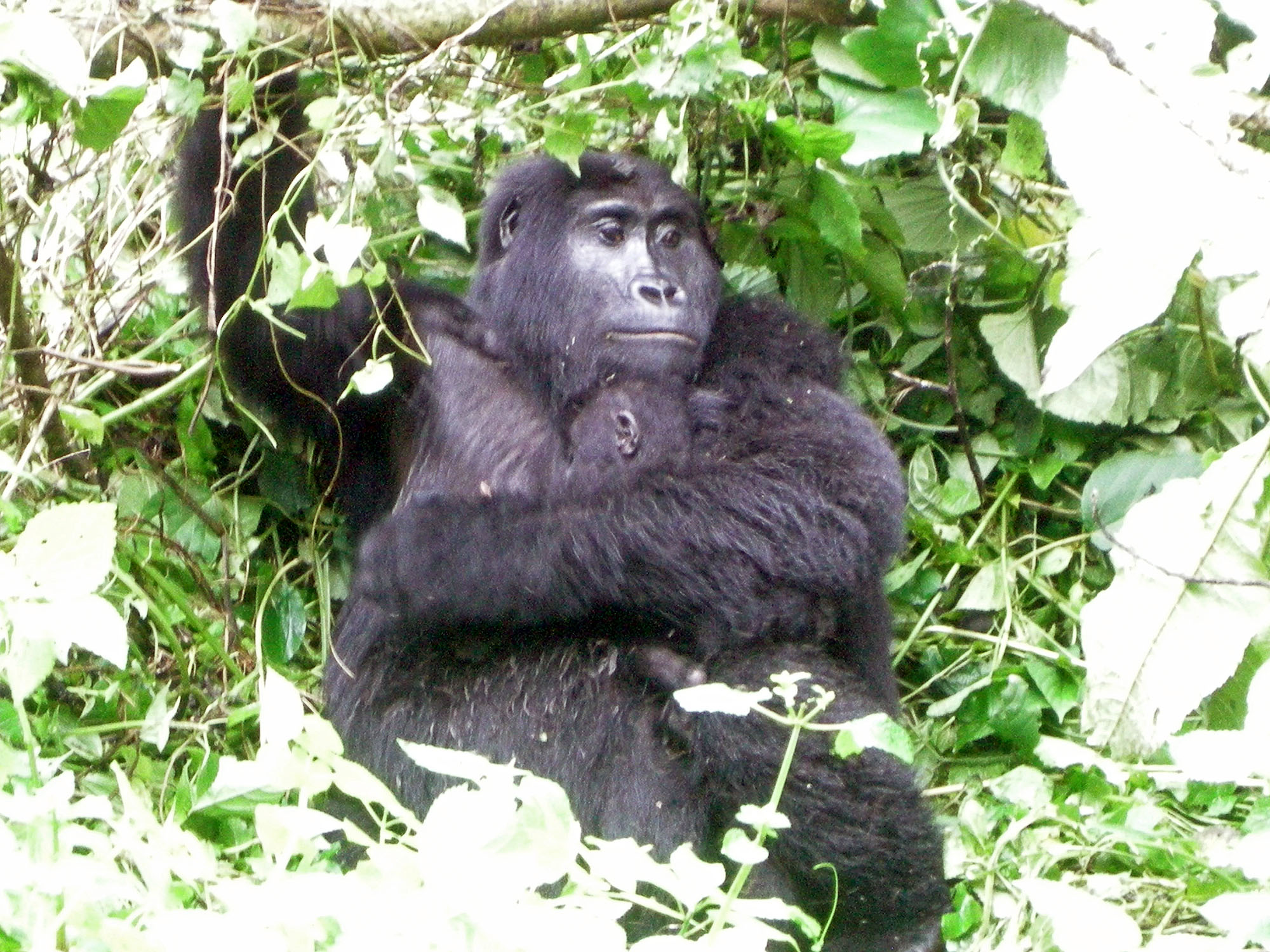 Clouds Mountain Gorilla Lodge - Bild 5