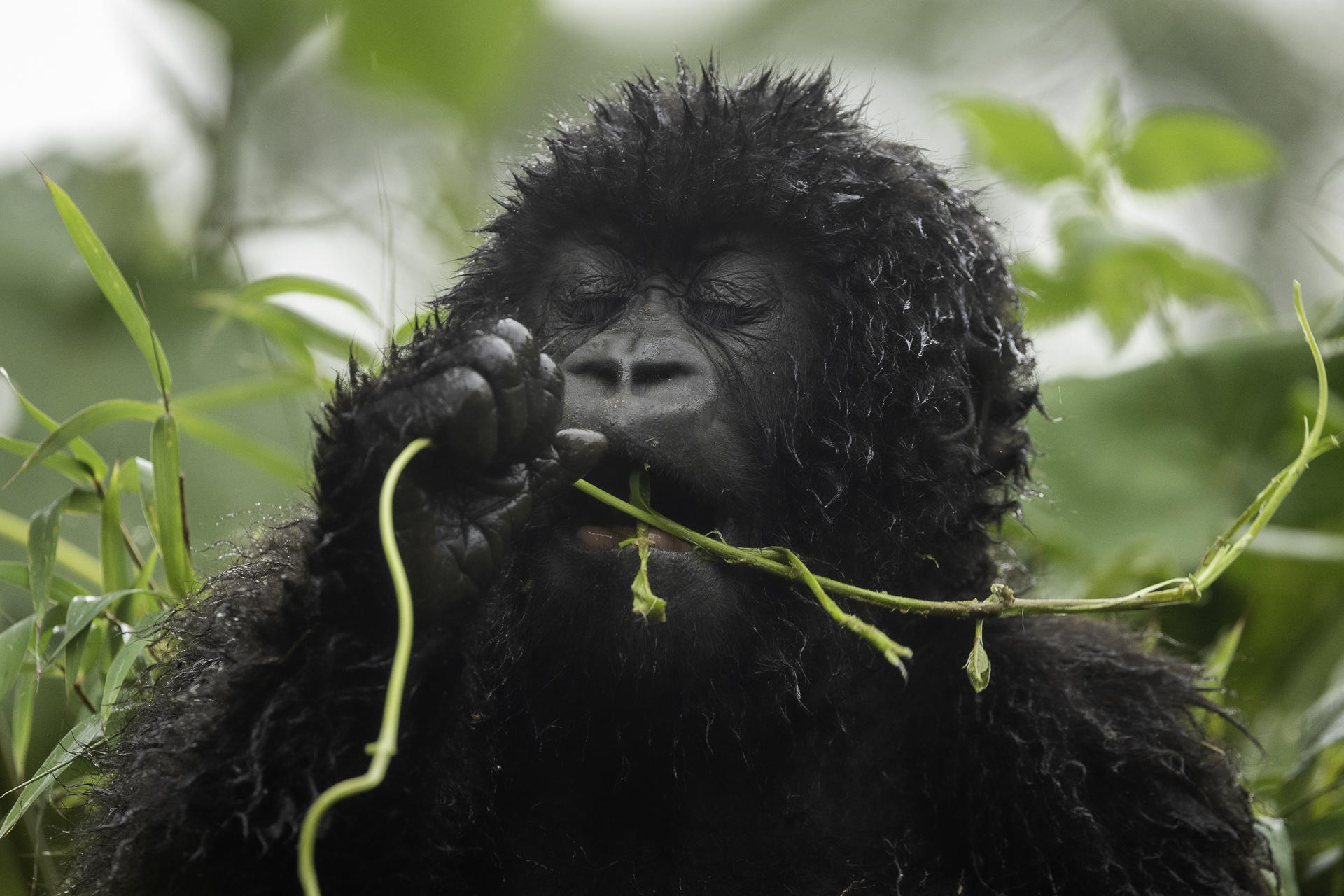Sabyinyo Silverback Lodge - Bild 5