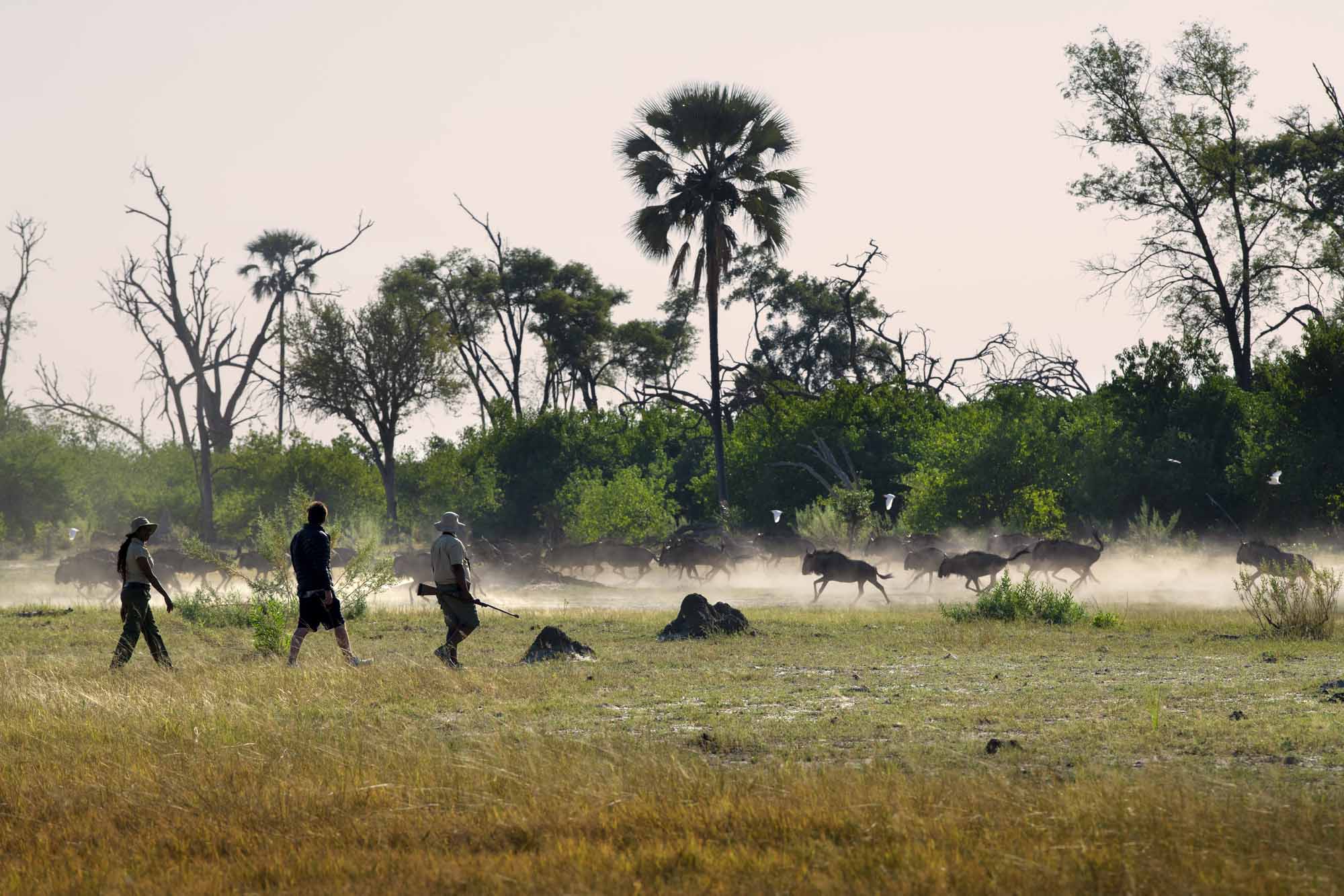 Atzaró Okavango Camp - Bild 9