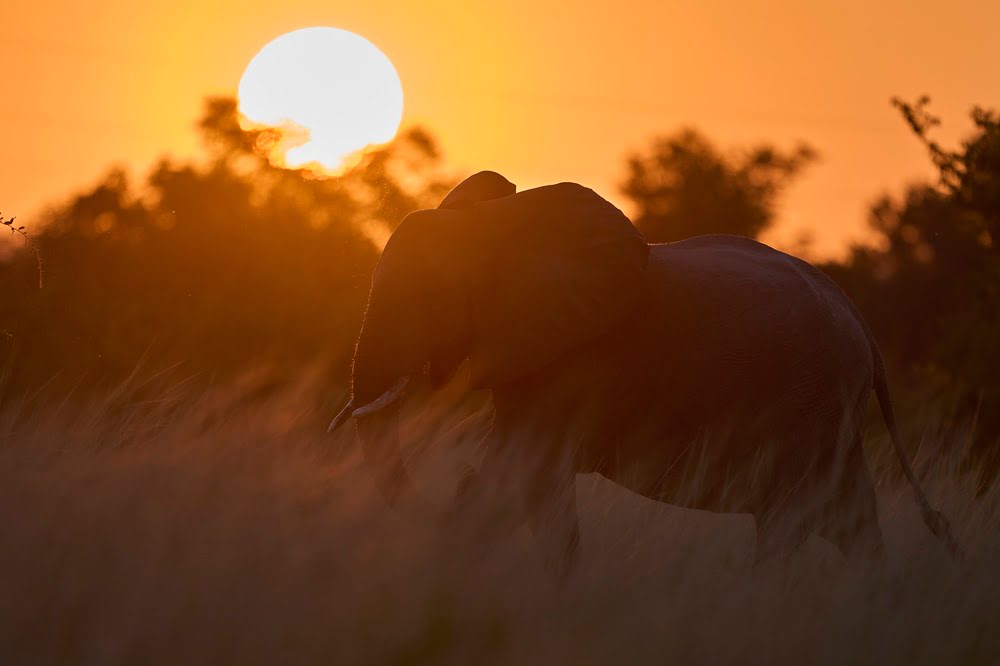 Lower Zambezi Nationalpark