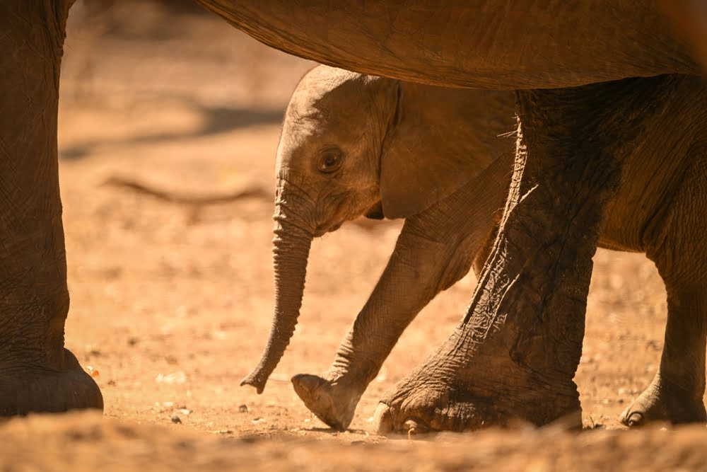 Elefantenkalb läuft geschützt zwischen den Beinen erwachsener Elefanten in Botswana.