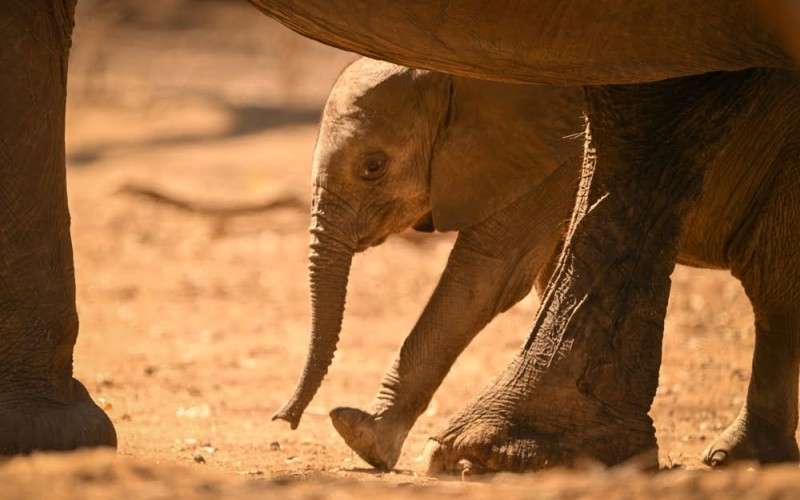 Abenteuer Botswana