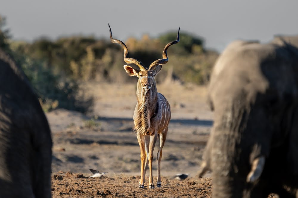 Kudu-Antilope zwischen Elefanten in der Wildnis Botswanas während einer Safari durch Okavango-Delta, Moremi und Chobe Nationalpark.