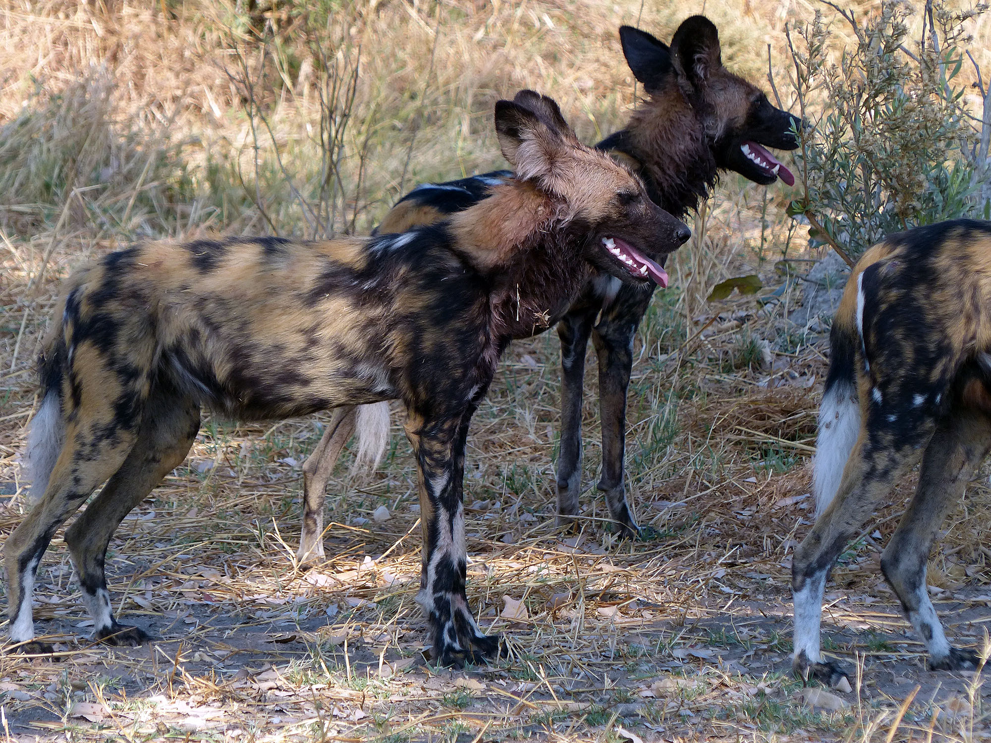 Mehrere Afrikanische Wildhunde stehen in der trockenen Savannenlandschaft Botswanas. Die seltenen Raubtiere mit ihrem charakteristischen gefleckten Fell zählen zu den faszinierendsten und am stärksten bedrohten Wildtieren Afrikas und sind ein besonderes H