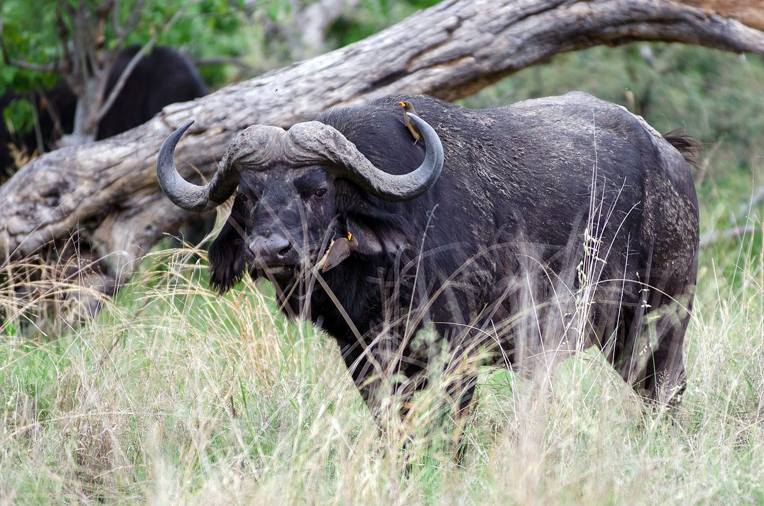 Afrikanischer Kaffernbüffel steht in der Savanne Botswanas zwischen hohem Gras und Buschvegetation. Auf seinem Rücken und an seinem Kopf sitzen Madenhacker, die typische Begleiter großer Wildtiere im südlichen Afrika sind. Der Büffel zählt zu den berühmte