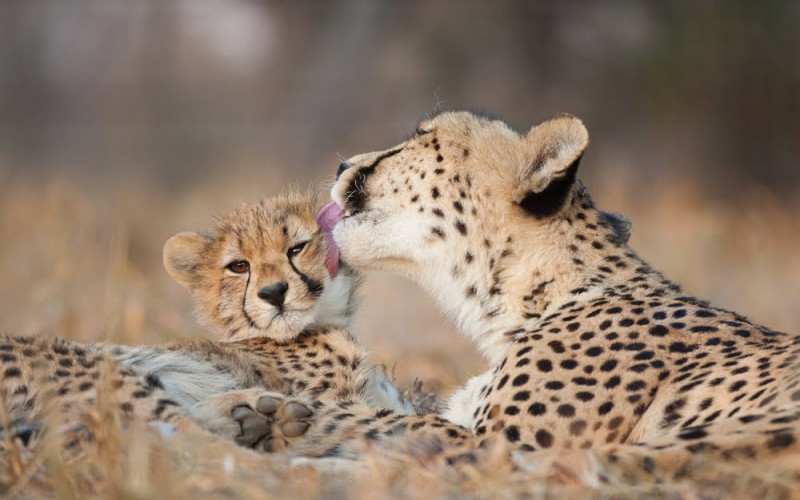 Botswana at its Best