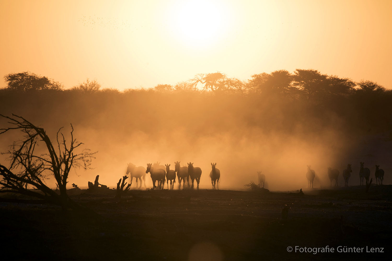 Silhouetten einer Zebraherde in der morgendlichen Savanne Botswanas, umgeben von goldenem Staub und warmem Licht der aufgehenden Sonne. Stimmungsvolle Safari-Szene in der unberührten Wildnis des südlichen Afrikas.