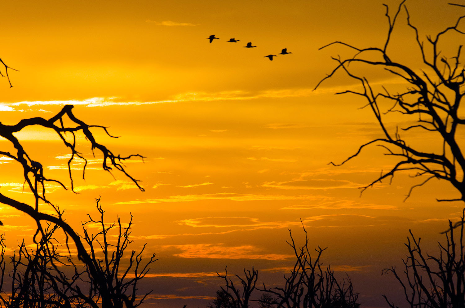 Goldener Sonnenuntergang über der Wildnis Botswanas mit silhouettierten Bäumen und einer kleinen Gruppe von Vögeln am Himmel. Die stimmungsvolle Savannenlandschaft vermittelt die Weite und Ursprünglichkeit der Natur Botswanas.