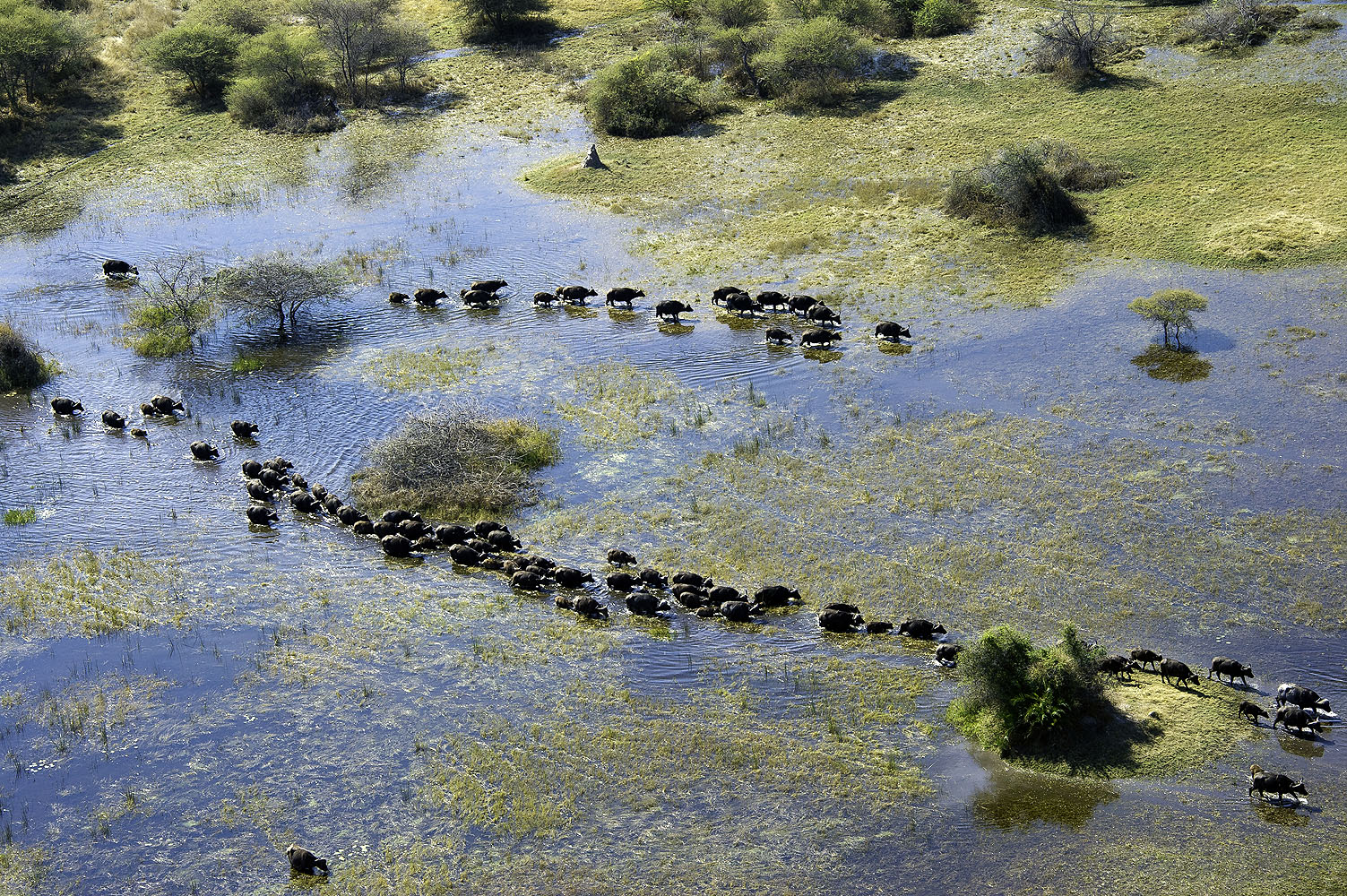 Luftaufnahme einer großen Büffelherde, die durch die überfluteten Ebenen des Okavango-Deltas in Botswana zieht. Die Tiere bilden lange Reihen zwischen Wasserflächen und Inseln.