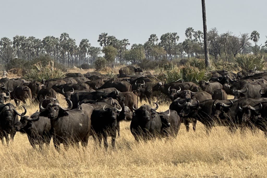 Eine große Herde Afrikanischer Büffel zieht durch die trockene Savannenlandschaft Botswanas. Im Hintergrund prägen Palmen und Buschland die typische Wildnis des südlichen Afrikas.