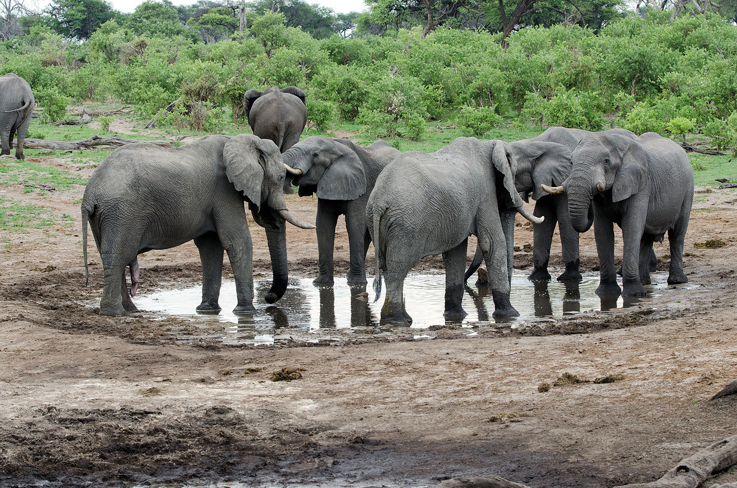 Mehrere Afrikanische Elefanten versammeln sich an einer Wasserstelle in der Wildnis Botswanas. Die Tiere trinken und interagieren miteinander in ihrer natürlichen Umgebung – ein typisches Safari-Erlebnis in den Nationalparks und Wildreservaten Botswanas.