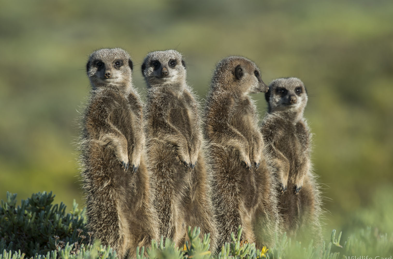 Gruppe von Erdmännchen in der Kalahari-Wüste Botswanas, die aufrecht stehend ihre Umgebung aufmerksam beobachten.