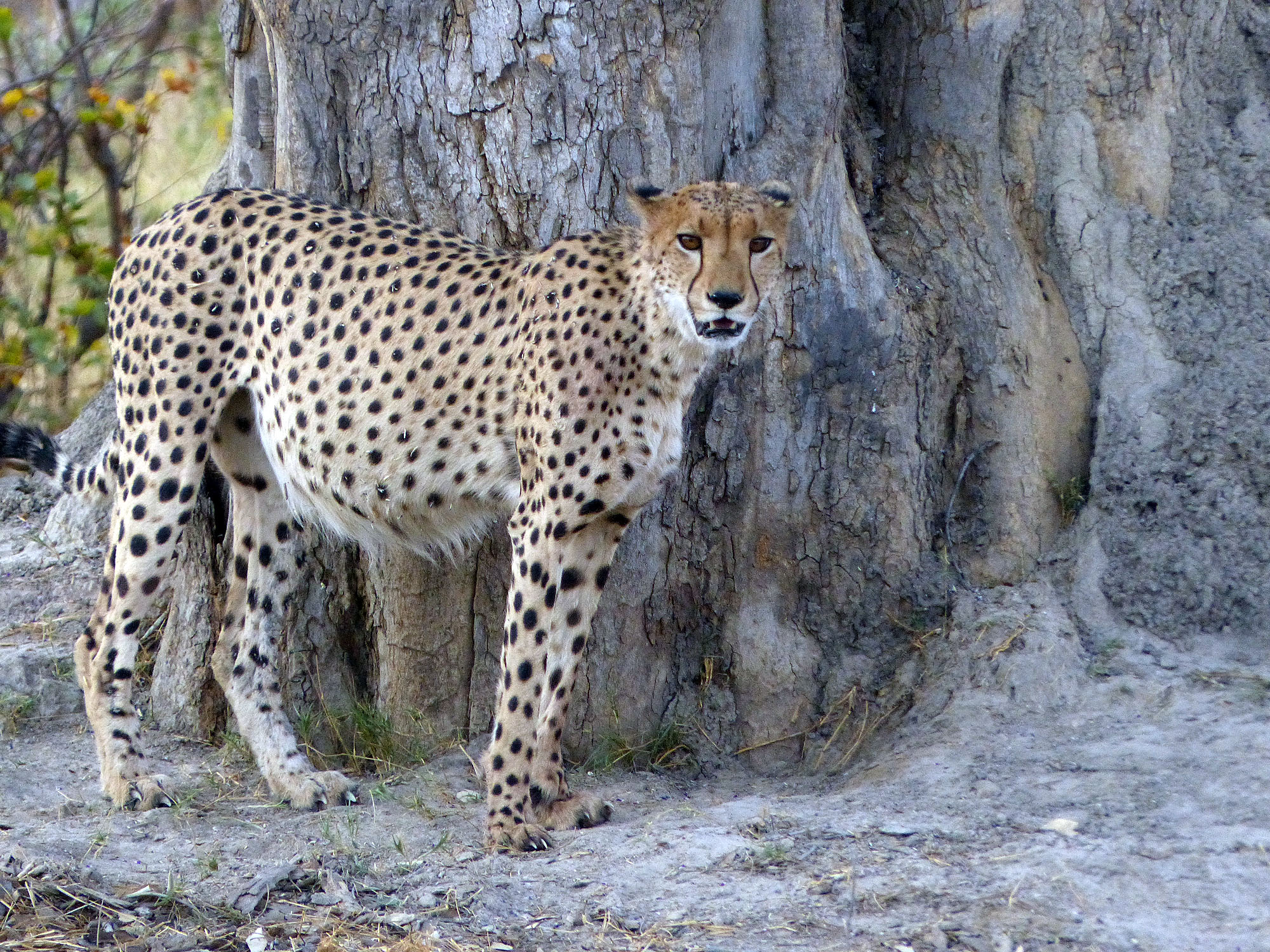 Gepard im Okavango-Delta in Botswana, der aufmerksam vor einem großen Baumstamm steht und seine Umgebung beobachtet.