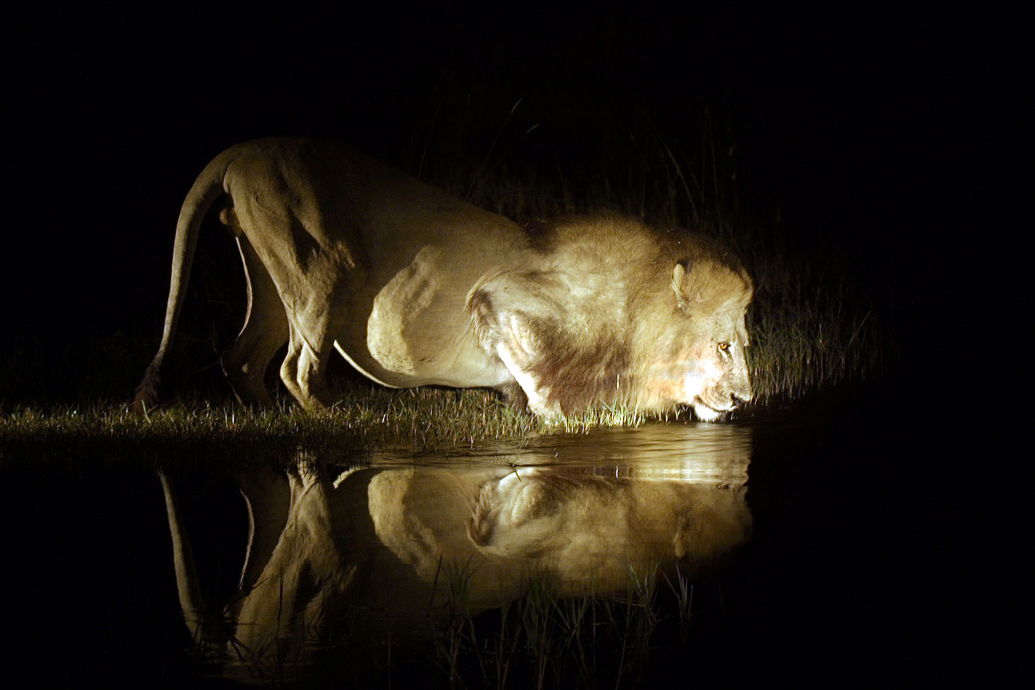 Männlicher Löwe trinkt nachts an einer Wasserstelle in Botswana. Das Raubtier wird vom Scheinwerferlicht einer Nachtsafari beleuchtet und spiegelt sich im ruhigen Wasser – ein eindrucksvoller Moment der Wildtierbeobachtung in der afrikanischen Wildnis.