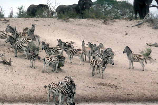 Footsteps in Africa