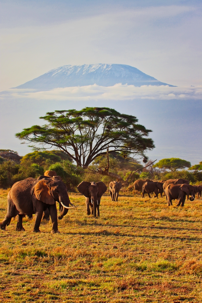 Amboseli National Park / Chyulu Hills National Park / Tsavo National Park