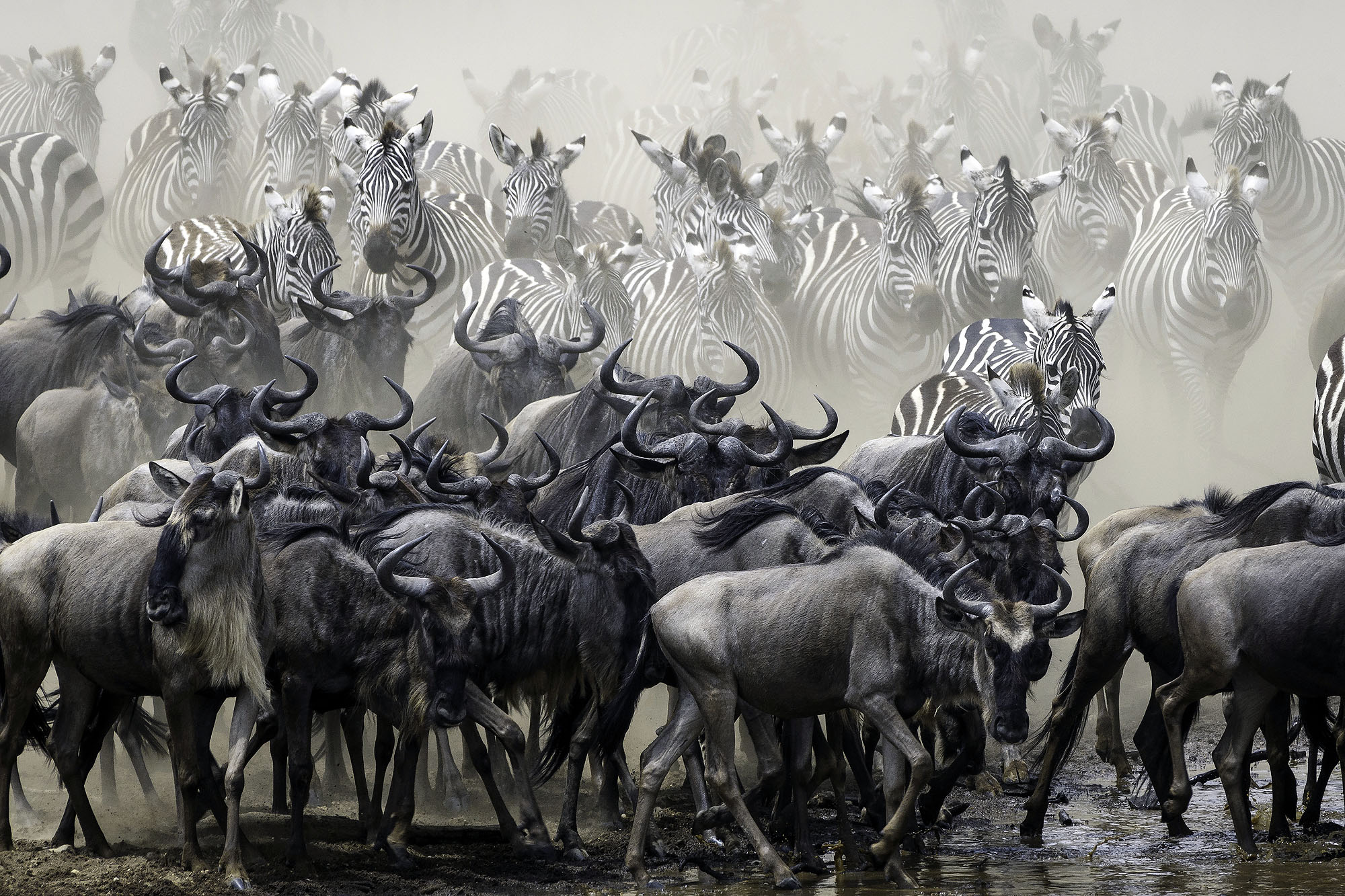 Tausende Gnus und Zebras während der Großen Migration in der Masai Mara, umgeben von Staub und Bewegung.