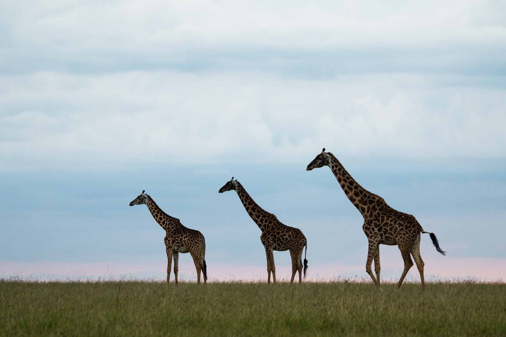 Masai Mara Luxus Safari Gnus Kenia