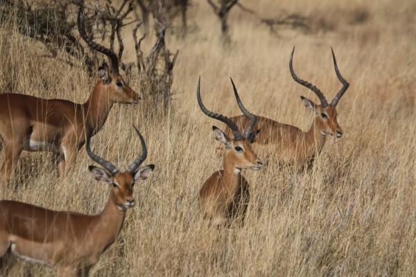 Afrika pur