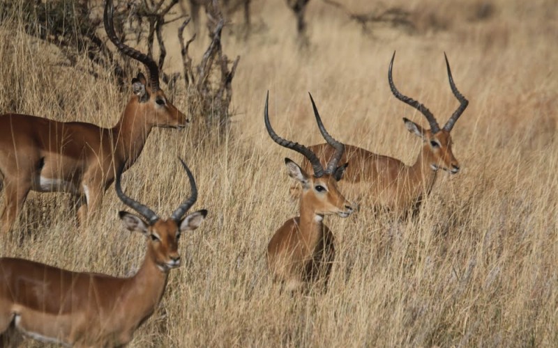 Afrika pur