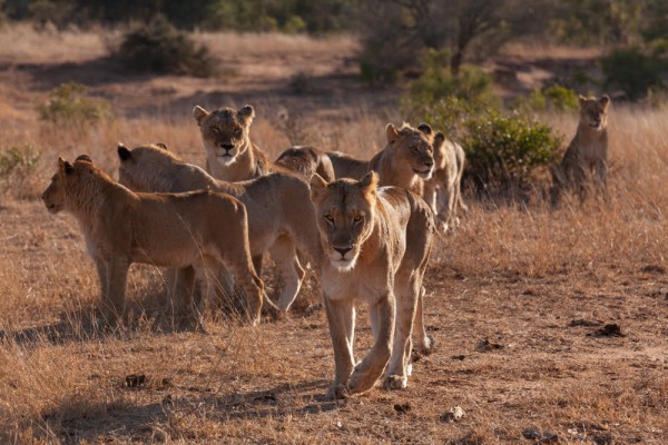 Masai Mara Safari