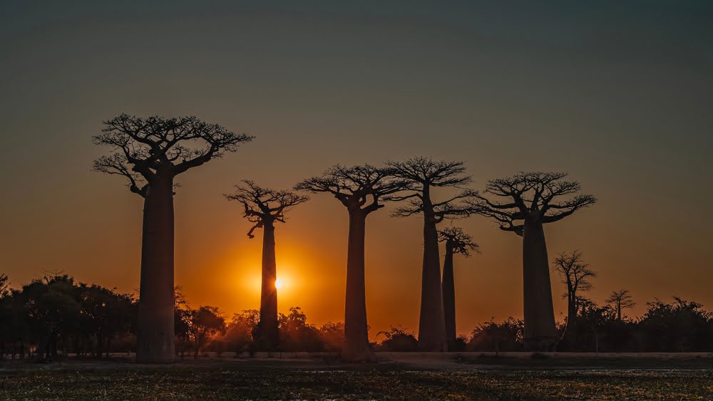 Silhouetten jahrhundertealter Baobab-Bäume bei Sonnenuntergang an der berühmten Allee der Baobabs bei Morondava auf Madagaskar.
