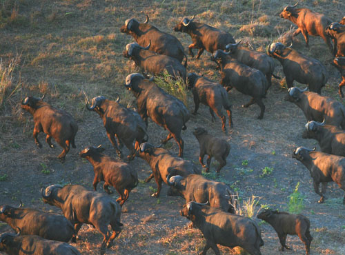 Gorongosa-Nationalpark
