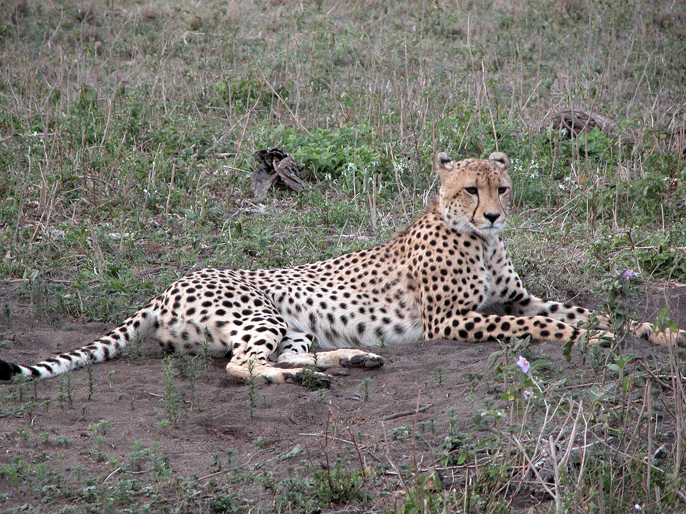Gepard ruht in der Savanne und blickt aufmerksam über das Grasland während einer Safari in Afrika.