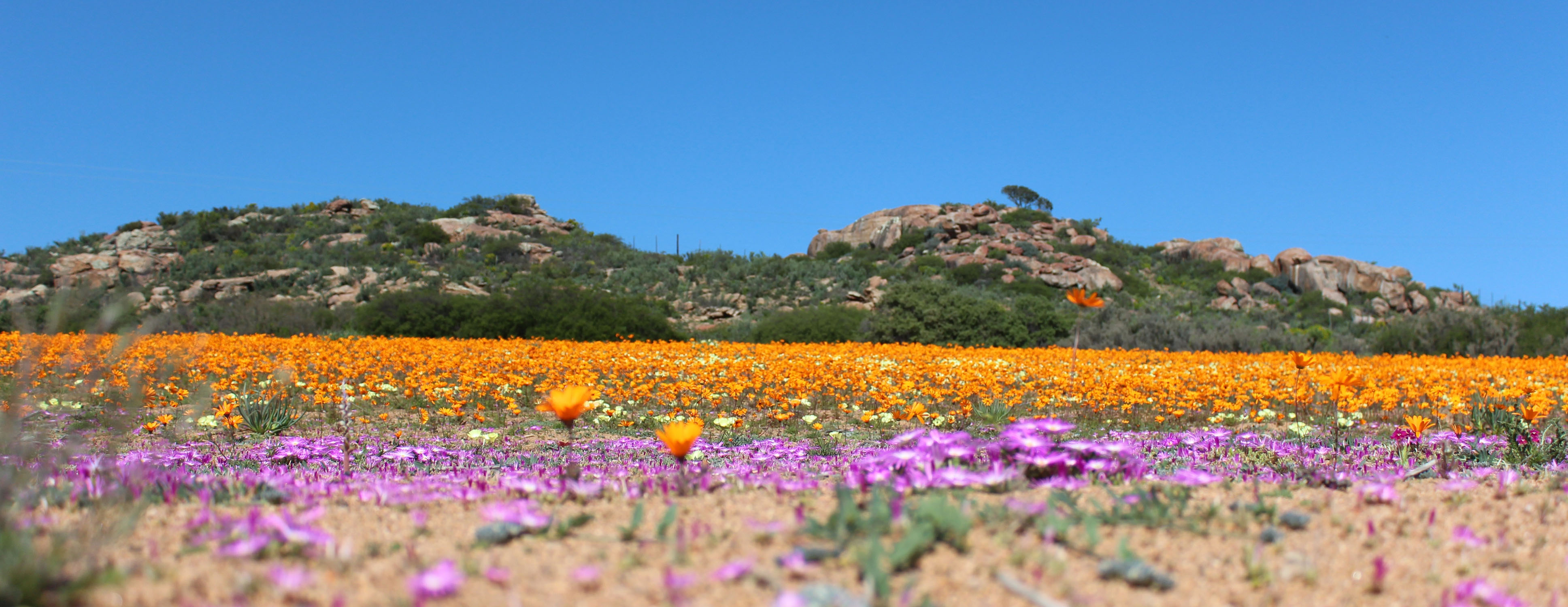 Farbenprächtiges Blütenmeer in Namaqualand mit orangefarbenen und violetten Wildblumen vor einer felsigen Hügellandschaft unter blauem Himmel.