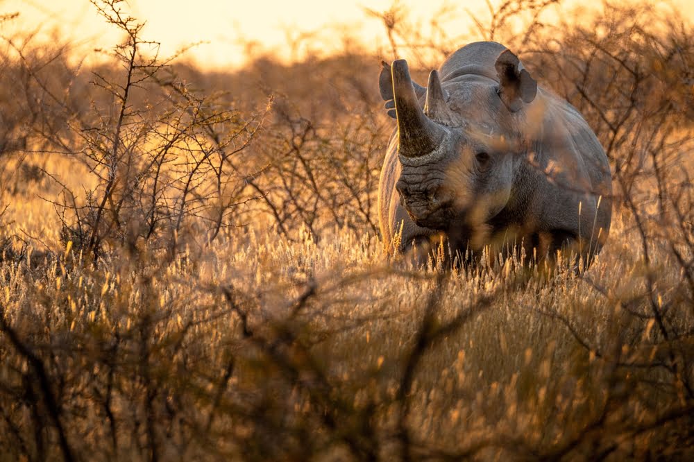 Etosha Nationalpark