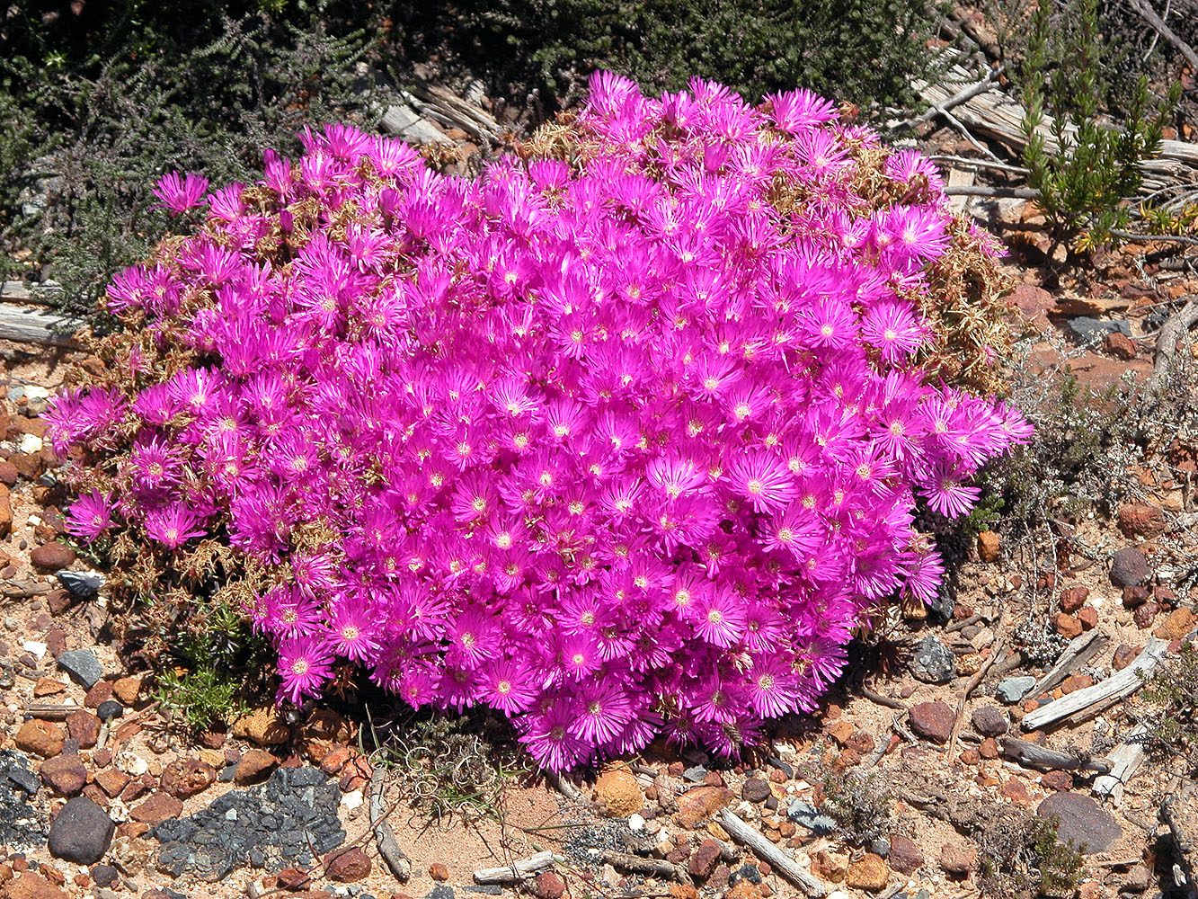 Dicht blühender Teppich aus leuchtend pinken Wildblumen in der felsigen Landschaft von Namaqualand in Südafrika.