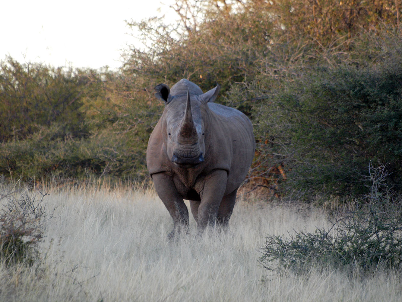 Spitzmaulnashorn in der trockenen Savannenlandschaft Namibias während einer Safari.