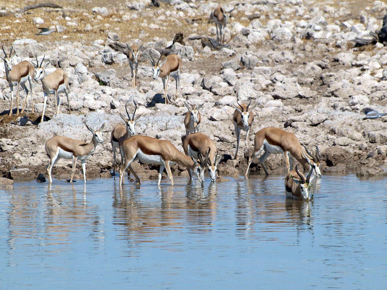 Eine Herde Springböcke trinkt an einer Wasserstelle im Etosha-Nationalpark in Namibia.