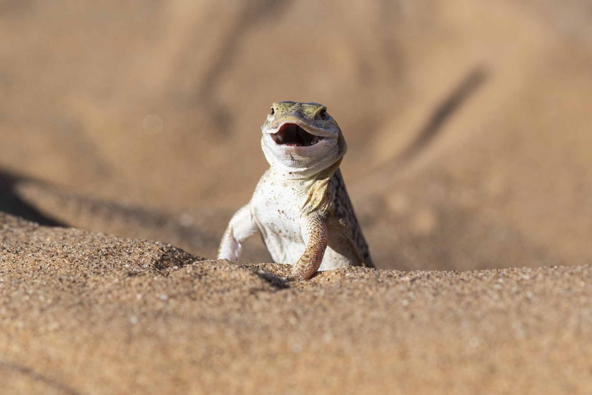 wuestengecko-namib-wildtiere-namibia.jpg