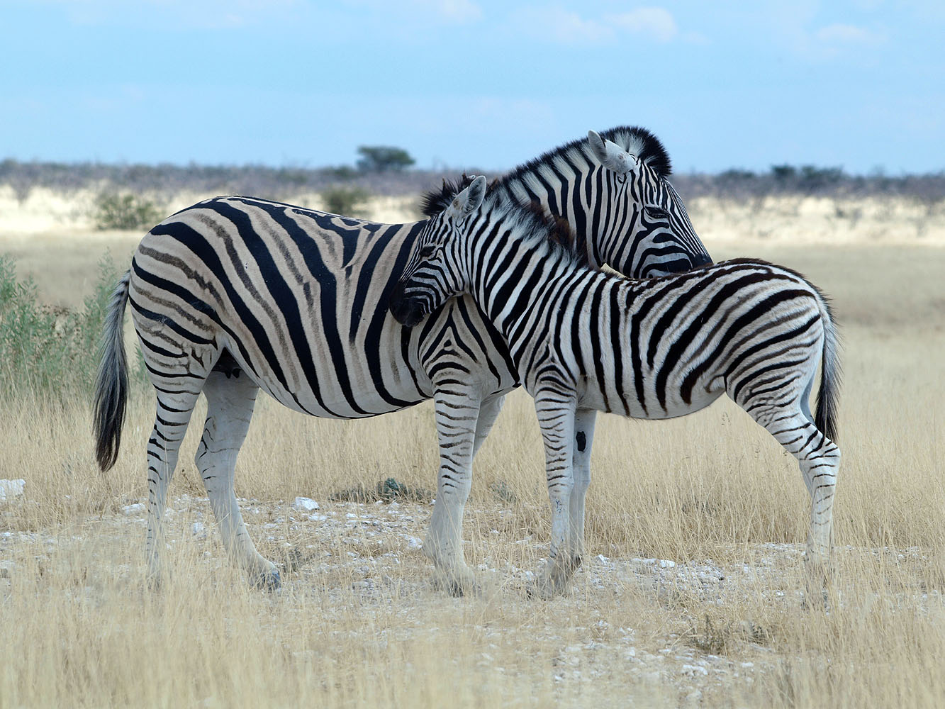 Zwei erwachsene Zebras und ein Jungtier in der offenen Savannenlandschaft des Etosha-Nationalparks in Namibia.