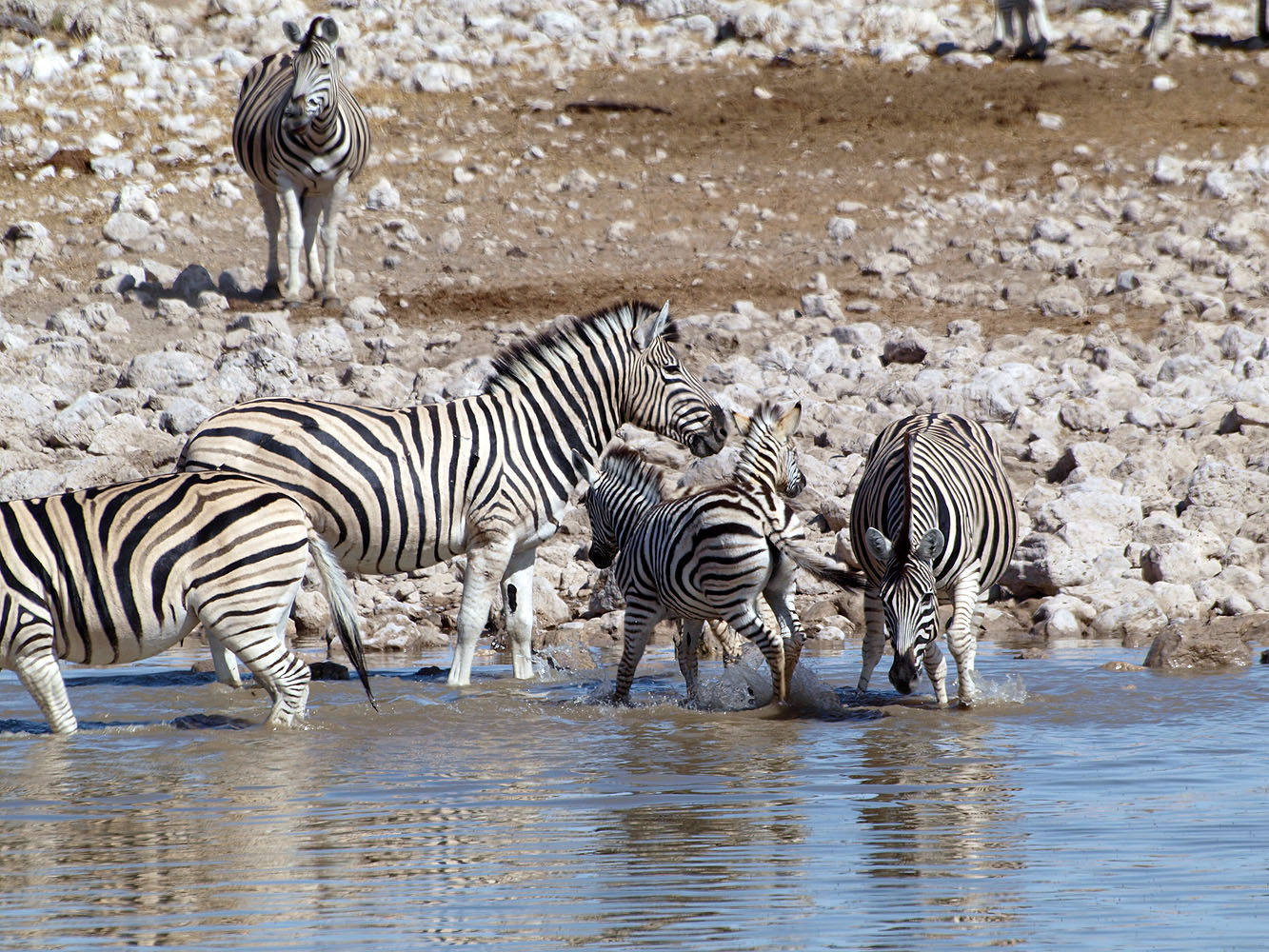Zebras mit Jungtier an einer Wasserstelle im Etosha-Nationalpark in Namibia.