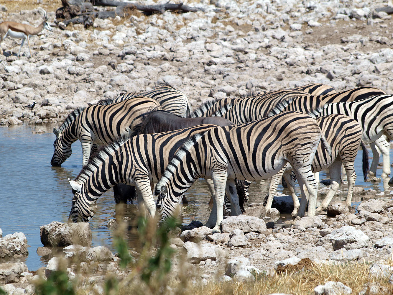 Herde von Steppenzebras an einer Wasserstelle im Etosha-Nationalpark in Namibia.