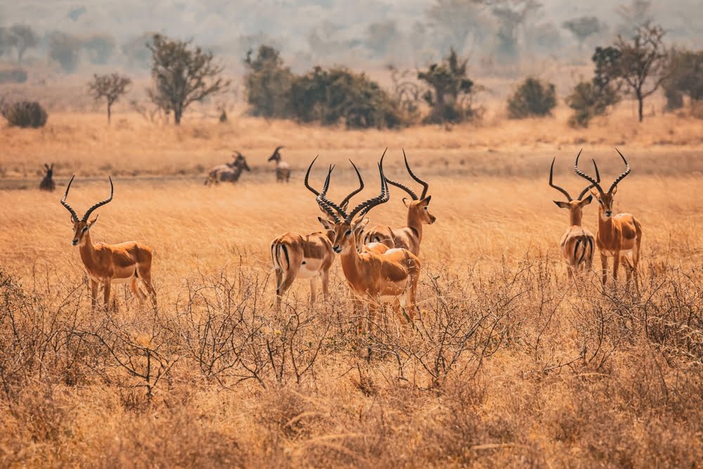 Akagera National Park