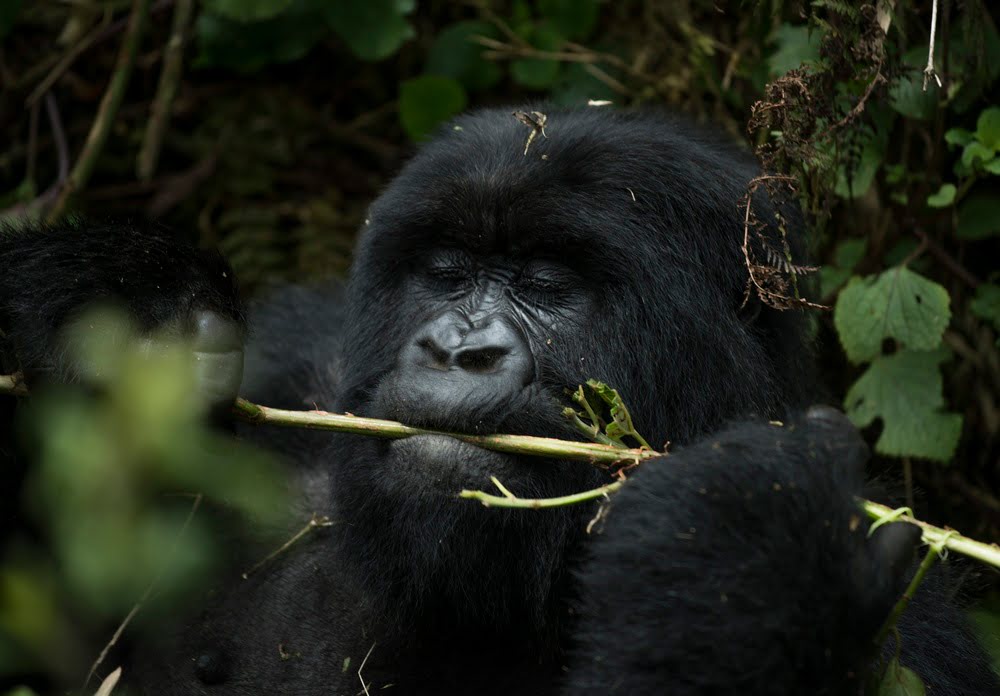 Virunga-Berge